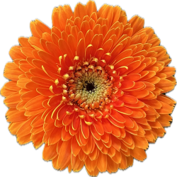 Ram de Gerbera Mini