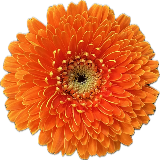 Ram de Gerbera Mini