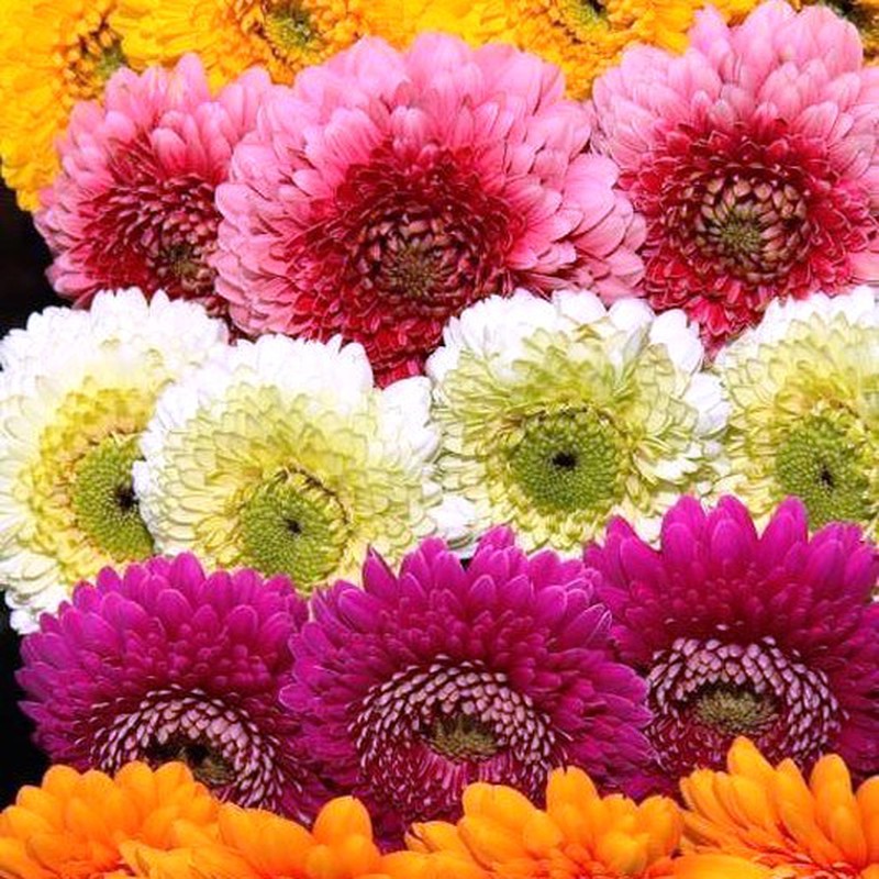 Buquê de Gerberas — Flores Frescas Online