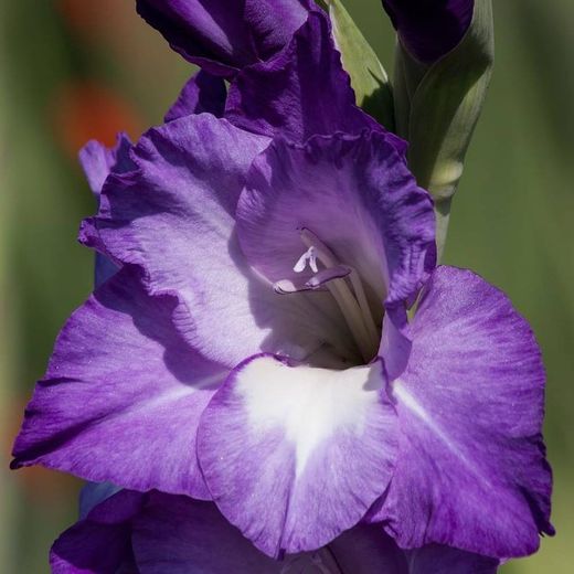 Bouquet de glaïeuls
