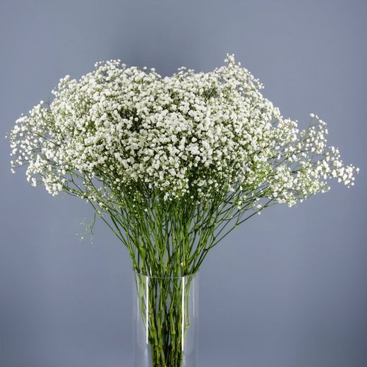 Pack Flores Verbena San Juan