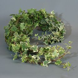 Ramo de Hedera  Mini Hiedra Variegata