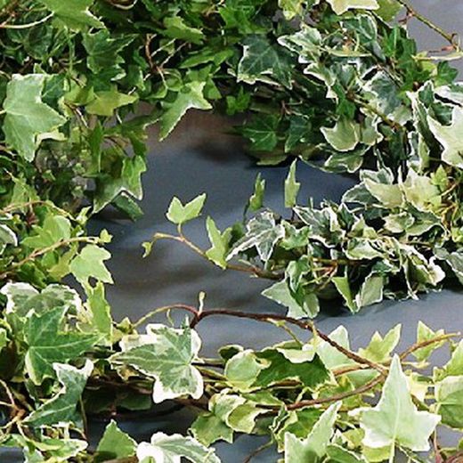 Ramo de Hedera  Mini Hiedra Variegata