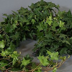 Ramo de Hedera  Mini Hiedra Verde