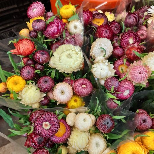 Ramo de Helichrysum