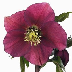 Ramo de Helleborus 10 tallos
