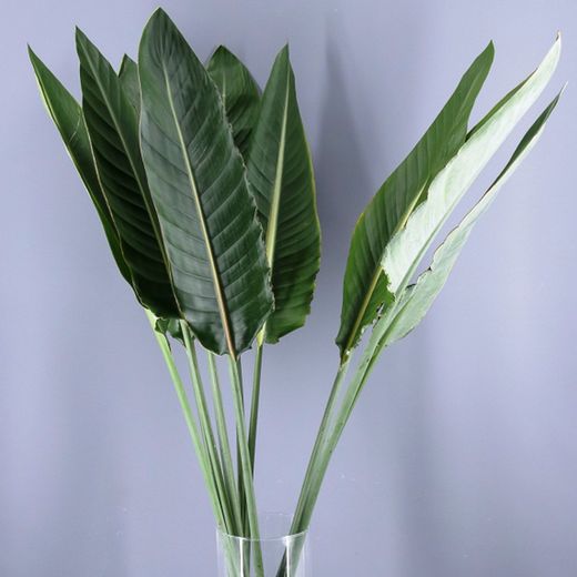Ramo de Hojas de Strelitzia