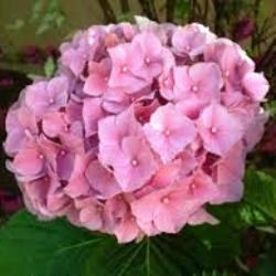 Ramo de Hortensia