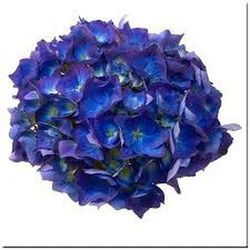 Ramo de Hortensia