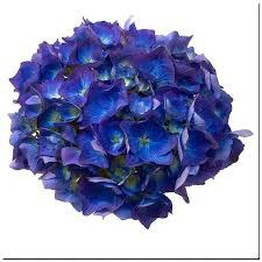 Ramo de Hortensia