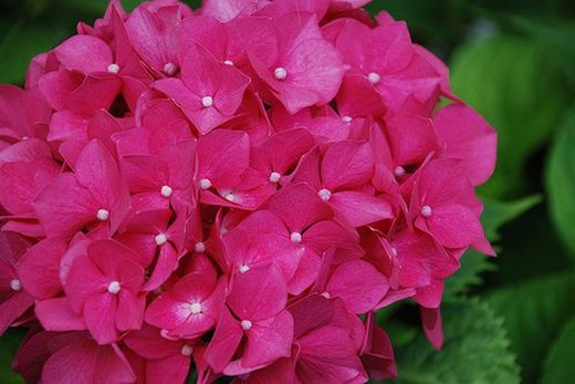 Ramo de Hortensia