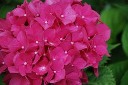 Ramo de Hortensia