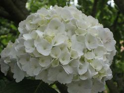 Ramo de Hortensia