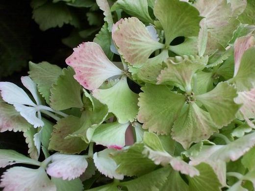 Ramo de Hortensia
