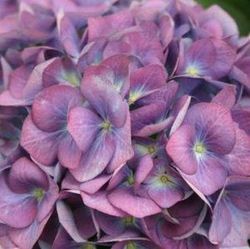 Ramo de Hortensia