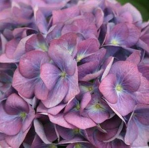 Ramo de Hortensia