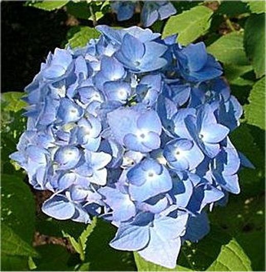 Ramo de Hortensia