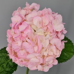 Ramo de Hortensias Mathew