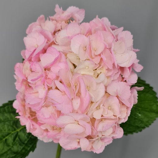 Ramo de Hortensias Mathew