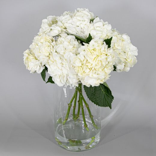 Ramo de Hortensias Mathew