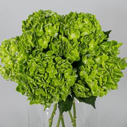 Ramo de Hortensias Mathew
