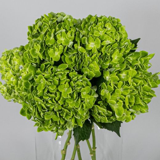 Ramo de Hortensias Mathew