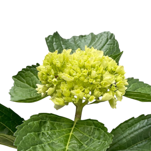 Ramo de Hortensia