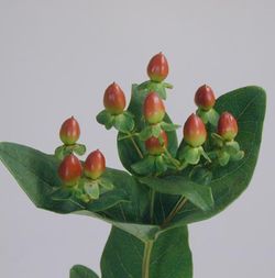 Ram de Hypericum