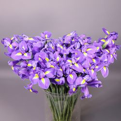Ramo de Iris Holandés