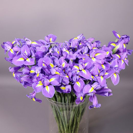 Ramo de Iris Holandés