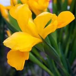 Ramo de Iris Holandés