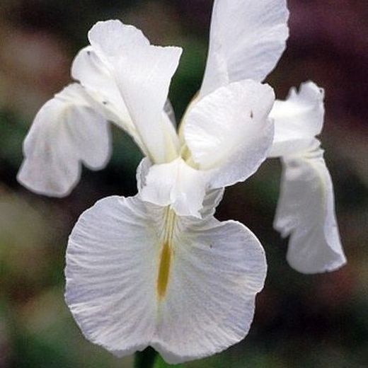 Ramo de Iris Holandés