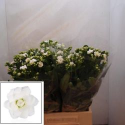 Bouquet de Kalanchoé