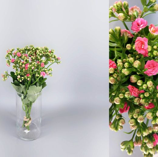 Bouquet de Kalanchoé