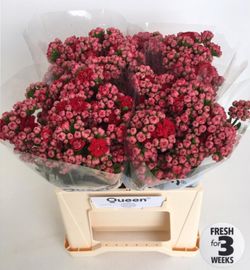 Bouquet de Kalanchoé