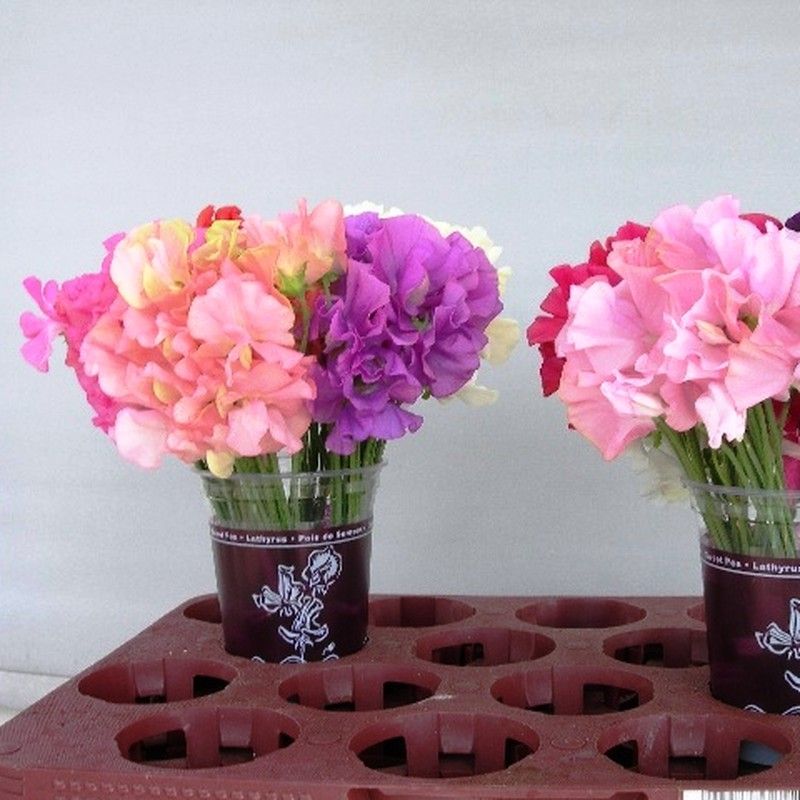 Ramo de Lathyrus Lathyrus Blanco 50 tallos