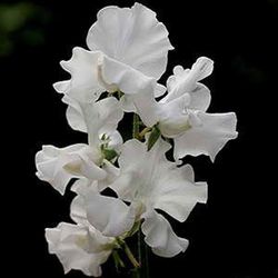 Bouquet de Lathyrus