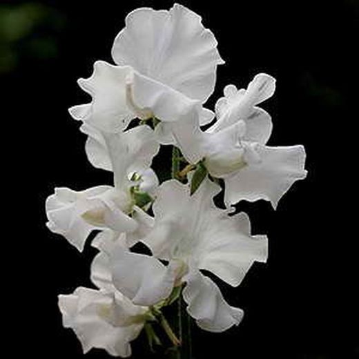Bouquet de Lathyrus
