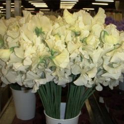 Bouquet de Lathyrus