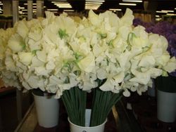 Bouquet de Lathyrus