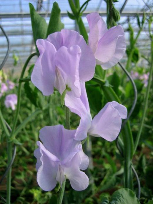 Bouquet de Lathyrus