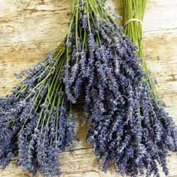 Ramo de Lavanda (Espliego) 3 unidades