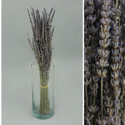 Bouquet de lavanda fresca