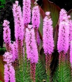 Ramo de Liatris
