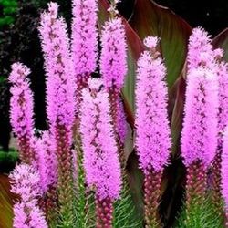 Ramo de Liatris