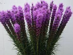 Ramo de Liatris
