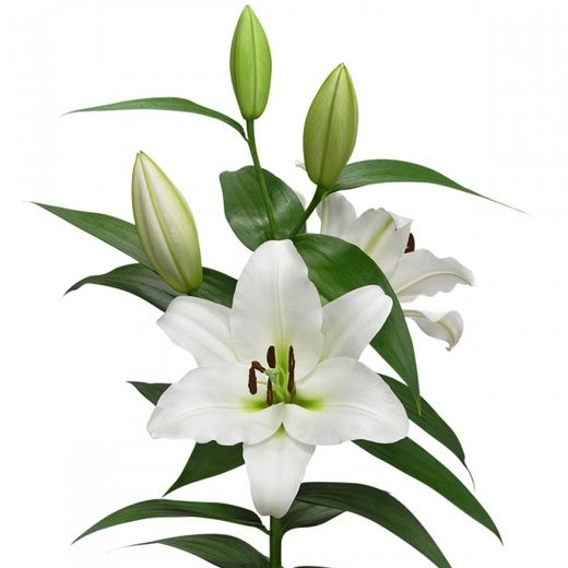 Ramo de Lilium Oriental