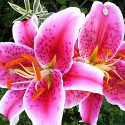 Ramo de Lilium Oriental