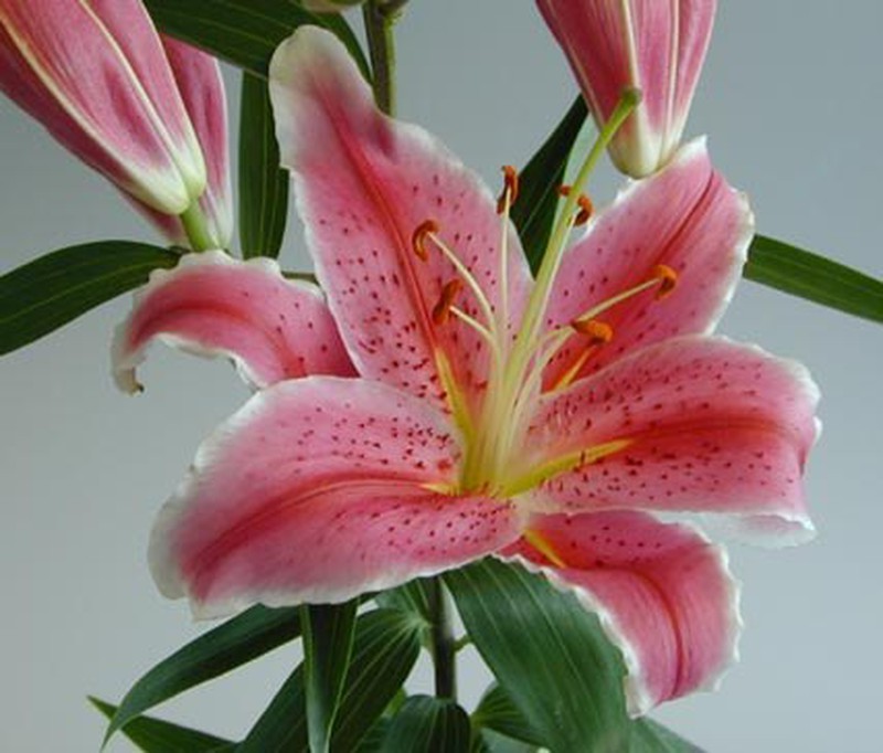 En honor mordedura Brillante Ramo de Lilium Oriental — Floresfrescasonline