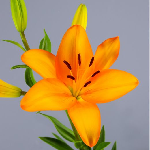 Buquê de Lillium